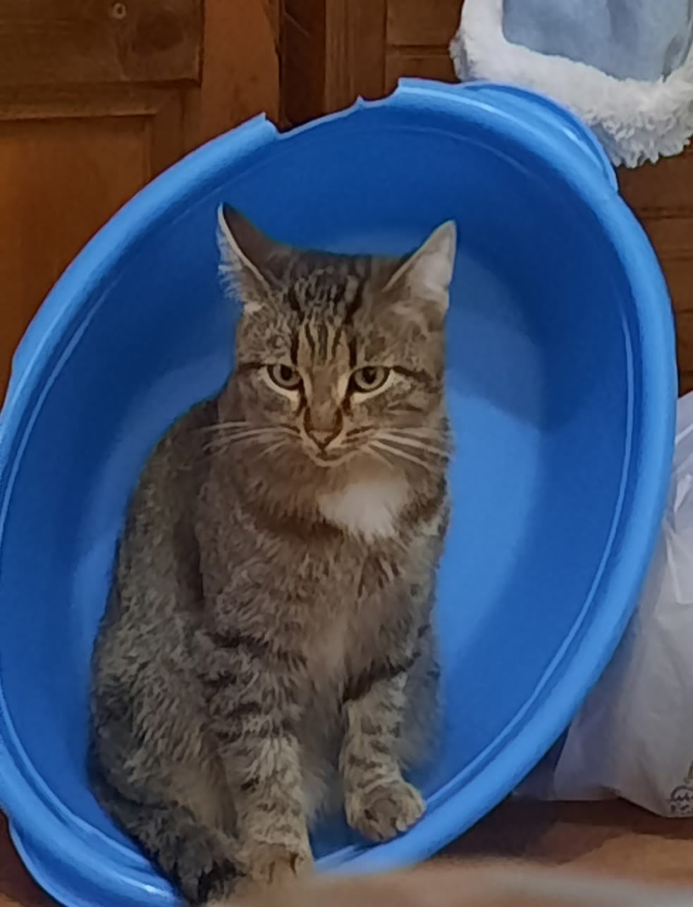 Lost brown cat in Novosibirsk — identification photo, lost & found pet database Pathfinder