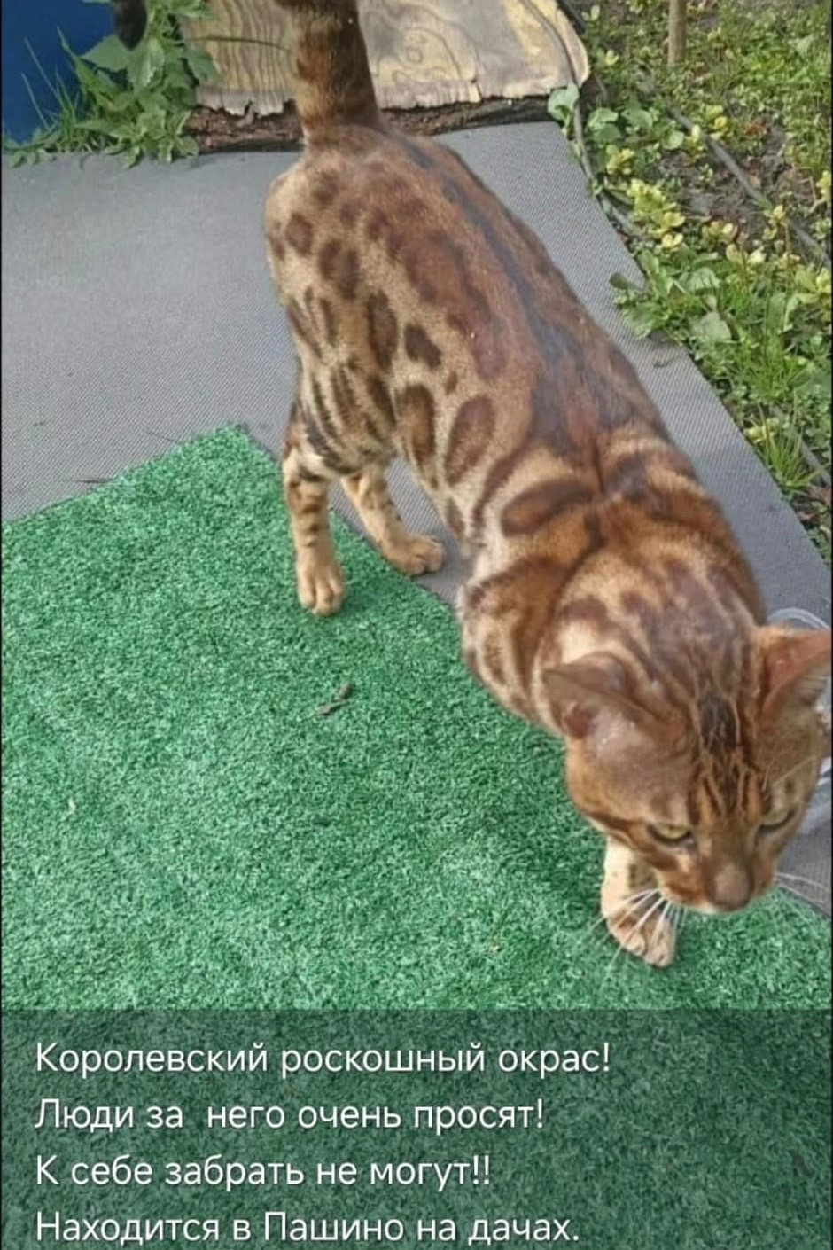 Found brown cat in Novosibirsk — identification photo, lost & found pet database Pathfinder