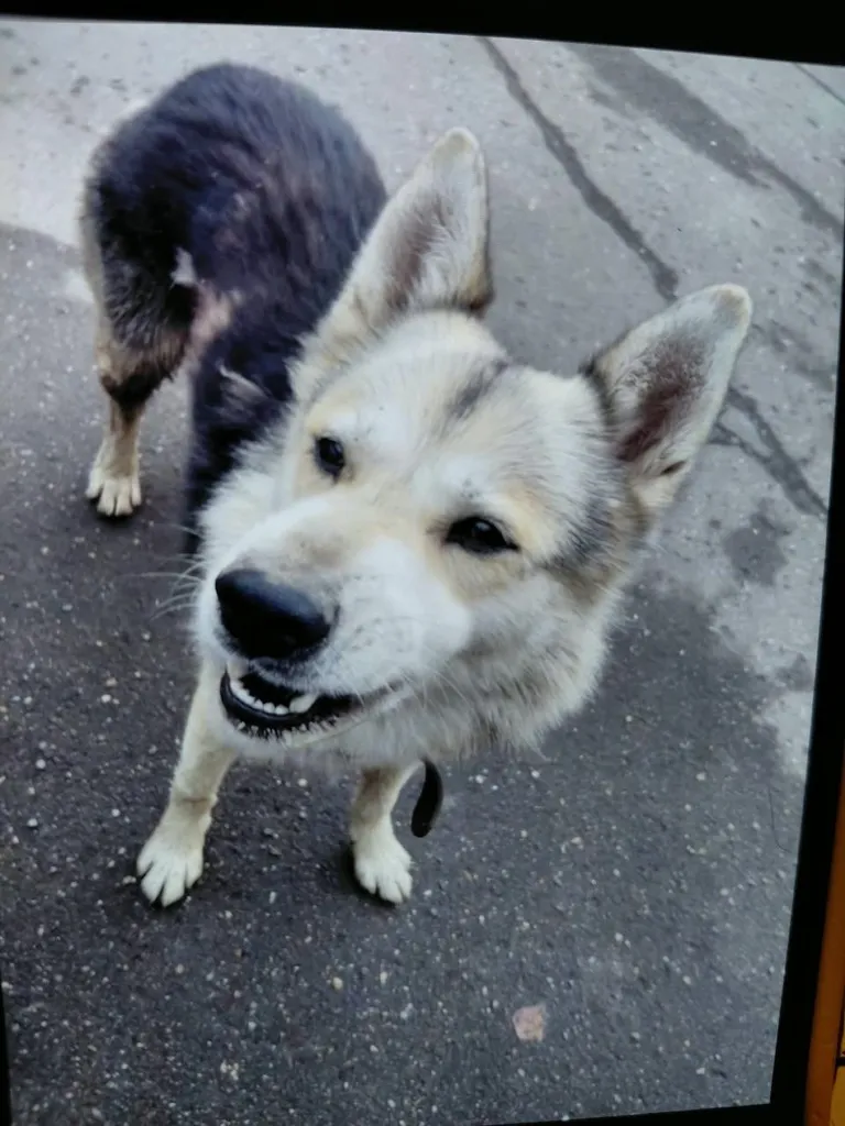 Found dog in Belye Stolby — identification photo, lost & found pet database Pathfinder