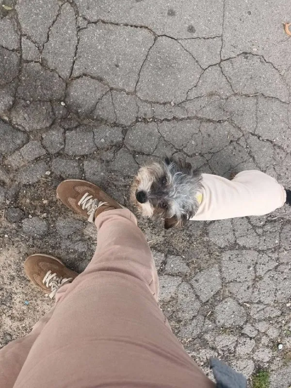 Lost brown dog, без породы, похож на йорка in Shchekino — identification photo, lost & found pet database Pathfinder