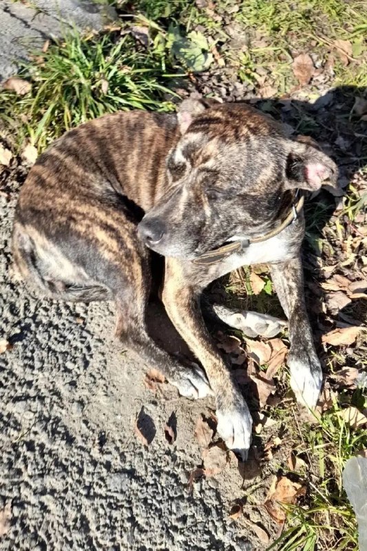 Found brown dog in Aramil — identification photo, lost & found pet database Pathfinder