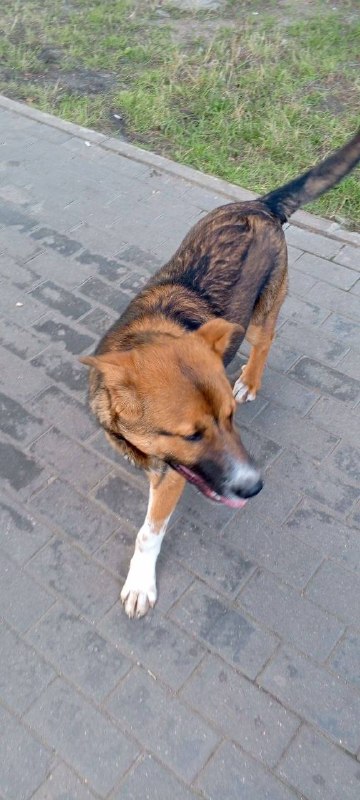 Found black dog in Zhavoronki — identification photo, lost & found pet database Pathfinder