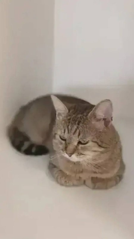 Lost black cat in Yekaterinburg — identification photo, lost & found pet database Pathfinder