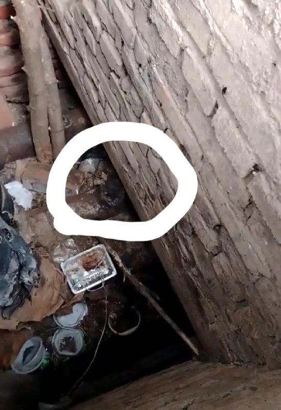 Lost pet in Nizhny Novgorod — identification photo, lost & found pet database Pathfinder