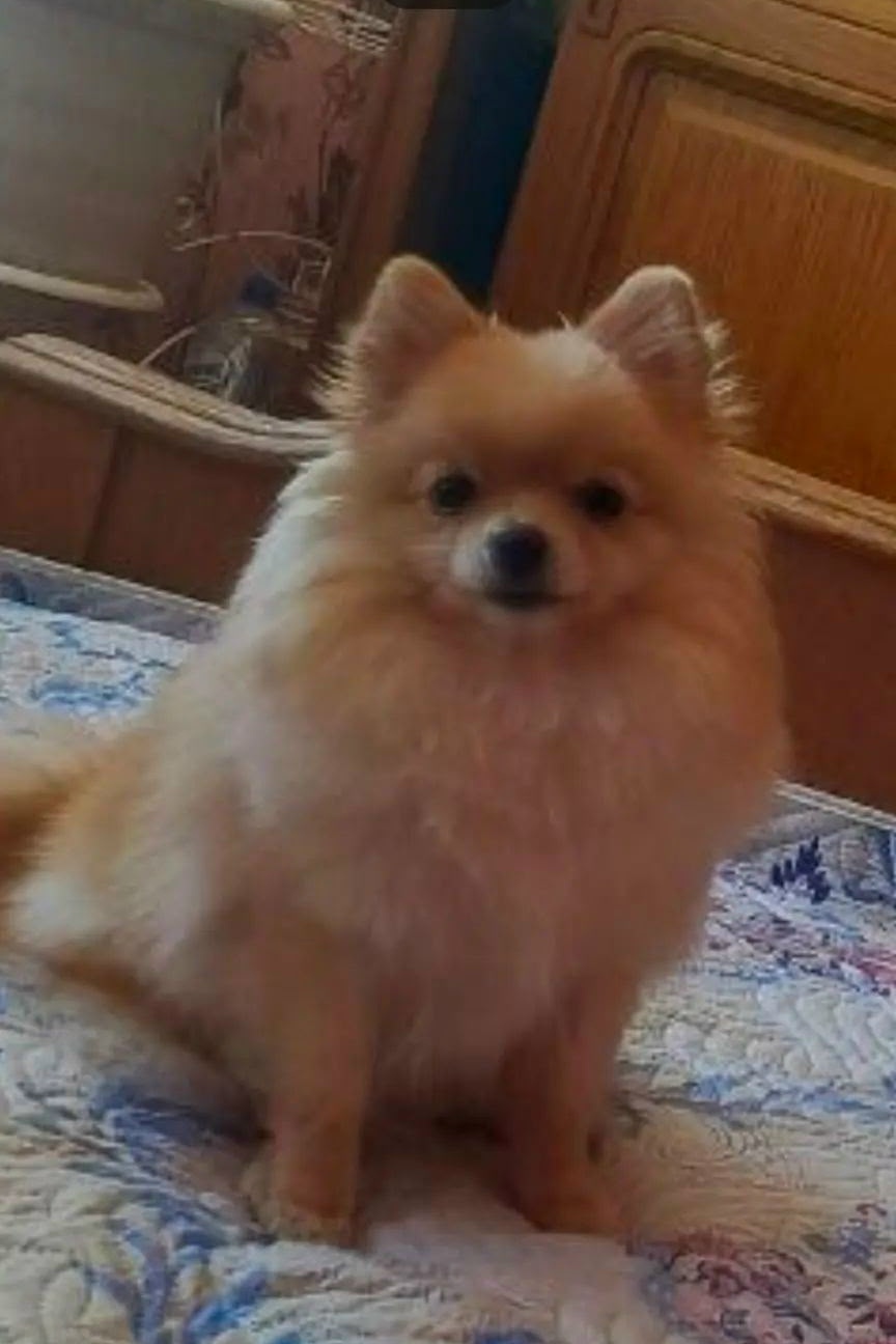 Lost cream dog, шпиц карликовая in Khotebtsovo — identification photo, lost & found pet database Pathfinder