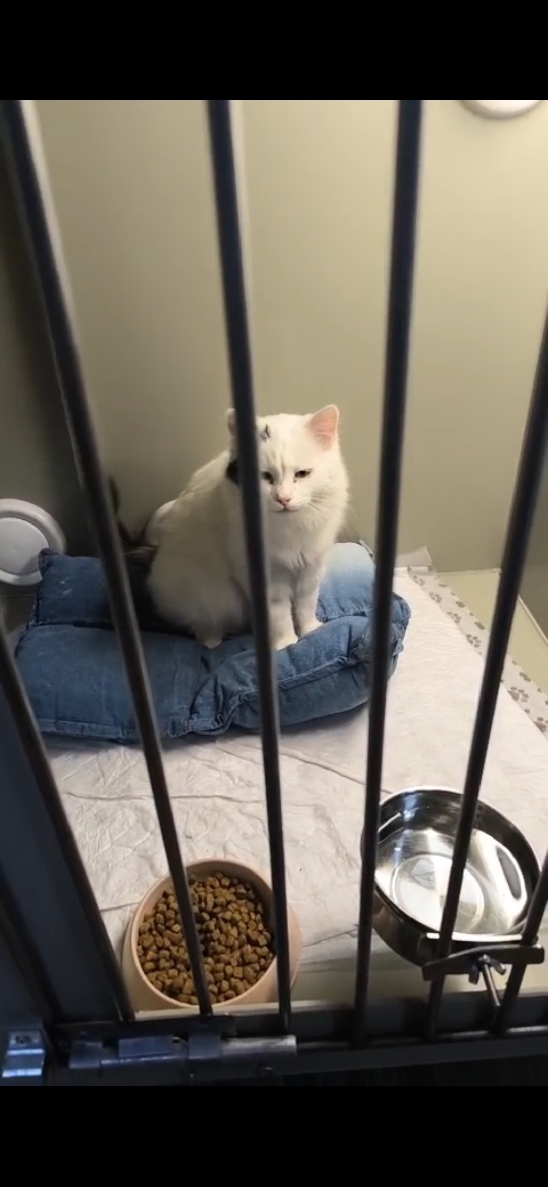 Found white cat in Novosibirsk — identification photo, lost & found pet database Pathfinder