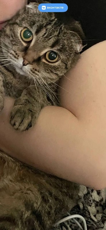 Lost cat in Bekasovo — identification photo, lost & found pet database Pathfinder