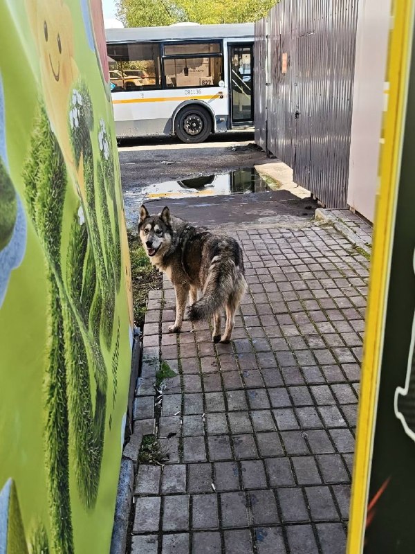Found white dog, хаски in Krasnogorsk — identification photo, lost & found pet database Pathfinder