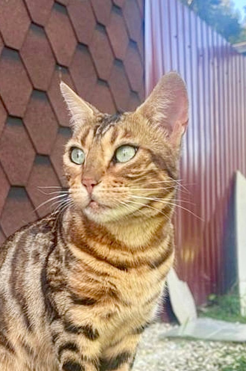 Adoptable cream cat, бенгалка in Kolomna — identification photo, lost & found pet database Pathfinder