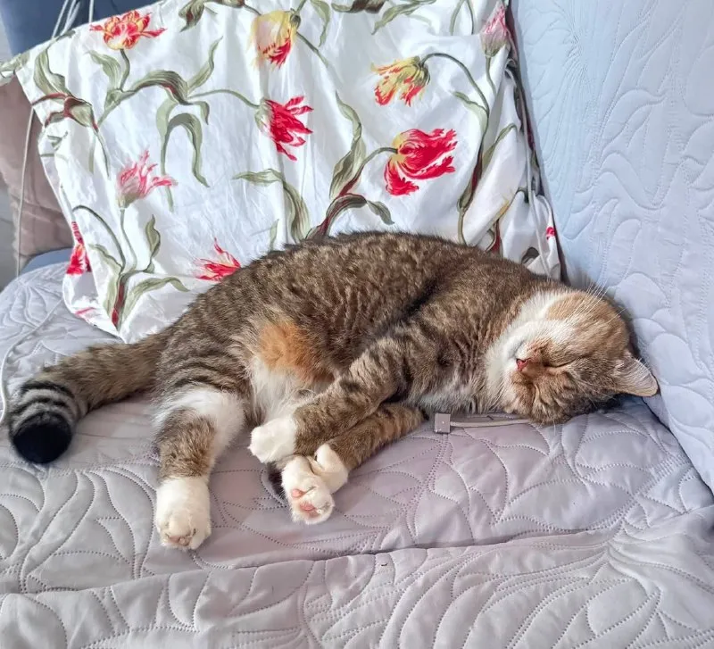 Lost cream cat in Akhtyrka — identification photo, lost & found pet database Pathfinder