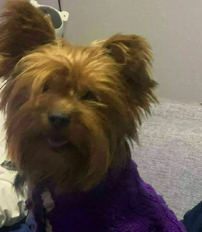 Lost brown dog, йорк in Kolpino — identification photo, lost & found pet database Pathfinder
