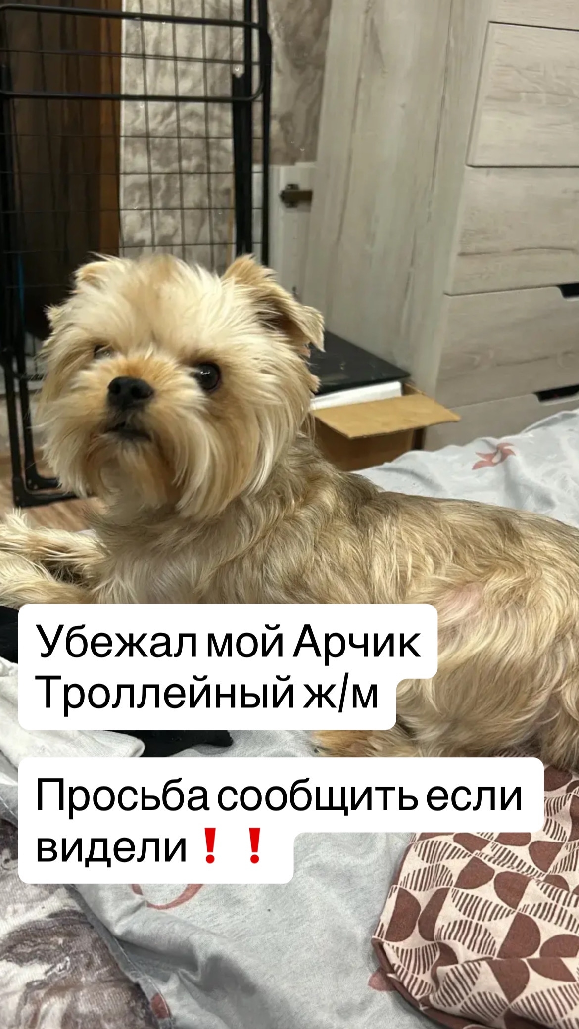 Lost cream dog, йорк in Novosibirsk — identification photo, lost & found pet database Pathfinder