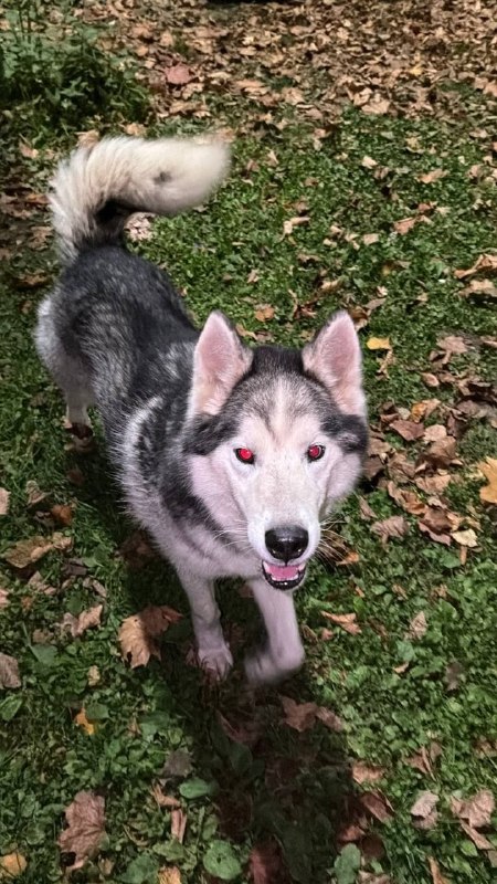 Found white dog, хаски in Istra — identification photo, lost & found pet database Pathfinder