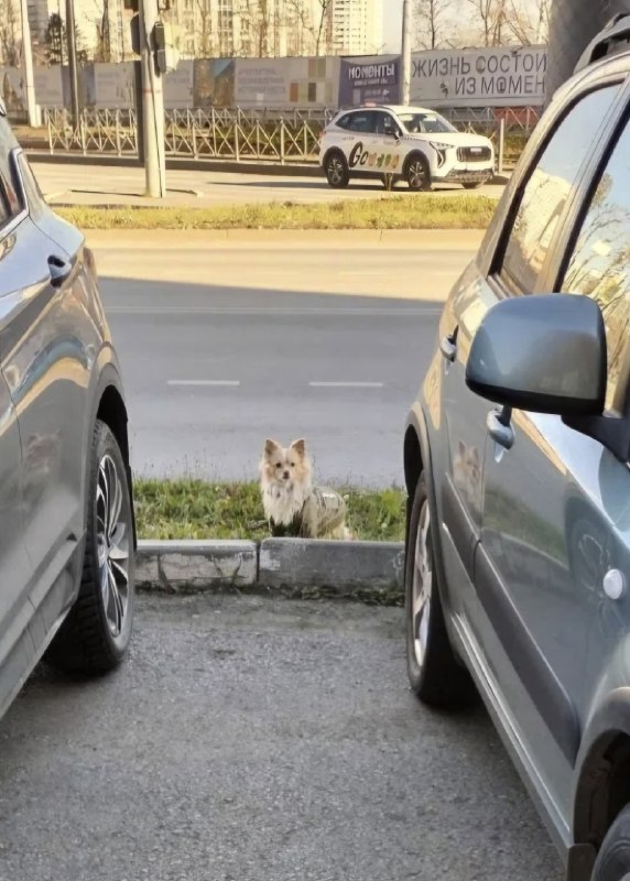 Lost dog in Perm — identification photo, lost & found pet database Pathfinder