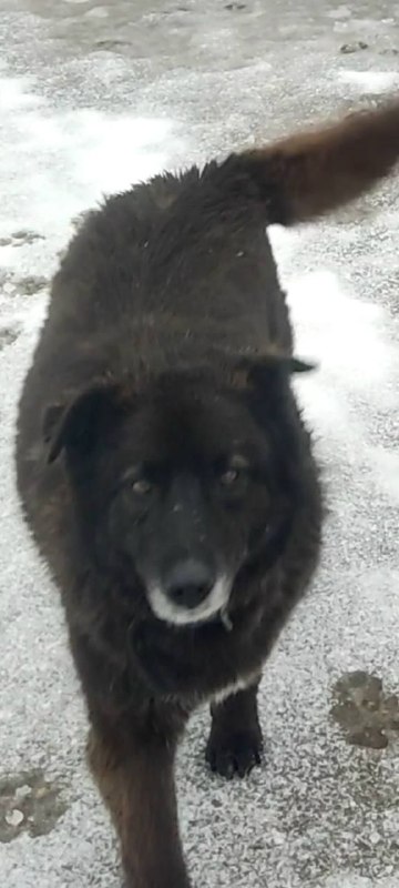 Lost black dog in Bronnitsy — identification photo, lost & found pet database Pathfinder