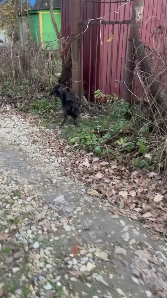 Found dog, бордер-колли in Barybino — identification photo, lost & found pet database Pathfinder
