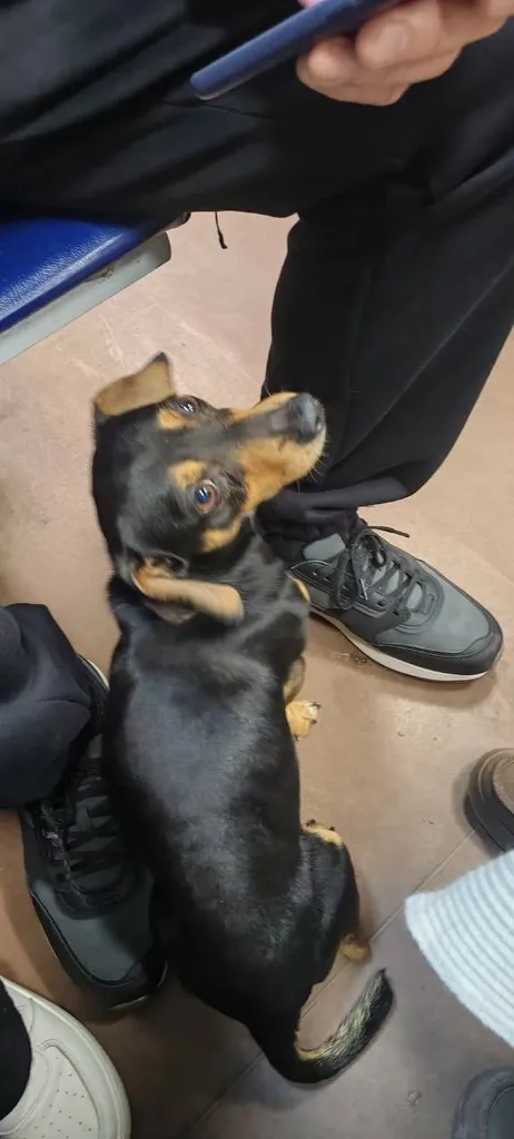 Found dog, такса in Cherusti — identification photo, lost & found pet database Pathfinder