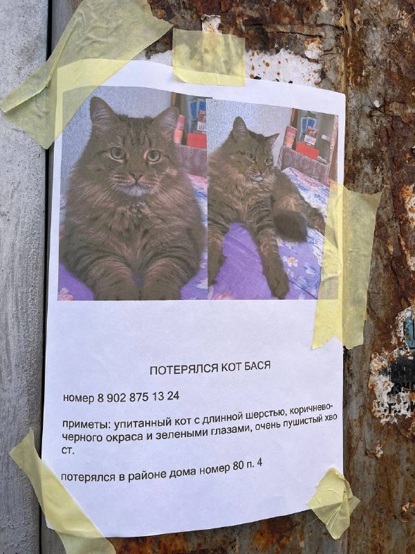 Lost brown cat in Yekaterinburg — identification photo, lost & found pet database Pathfinder