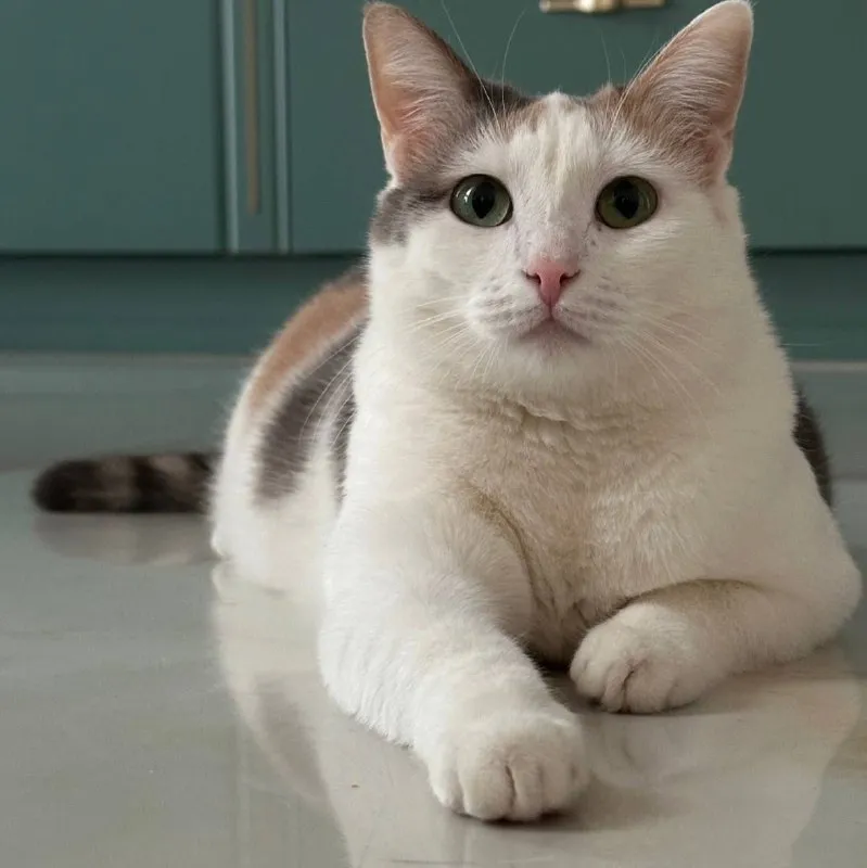 Lost white cat in Mytishchi — identification photo, lost & found pet database Pathfinder
