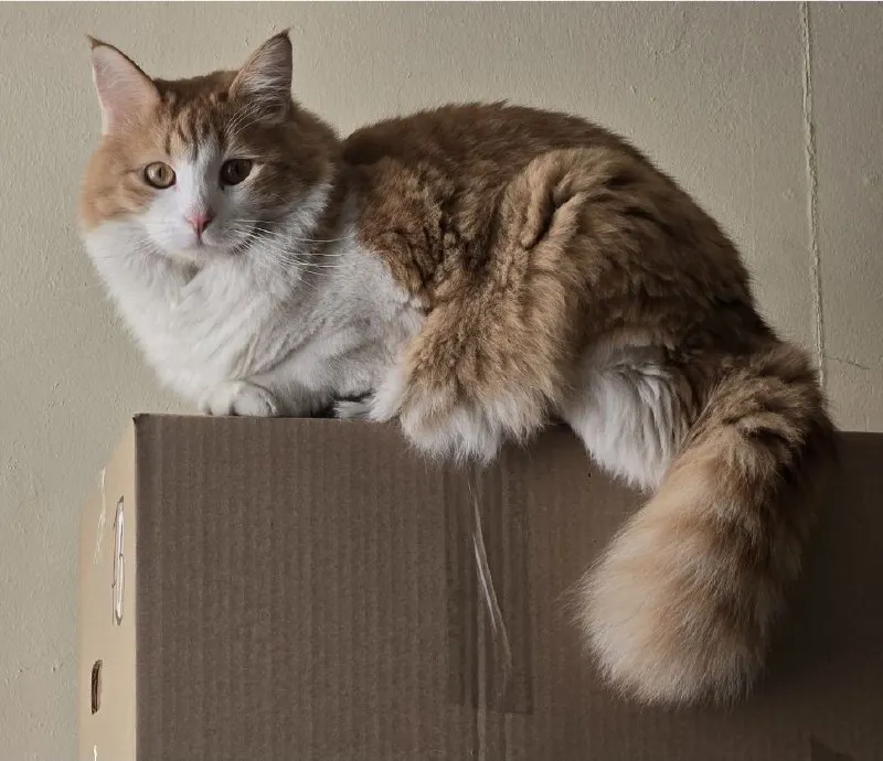 Lost white cat in Balashikha — identification photo, lost & found pet database Pathfinder