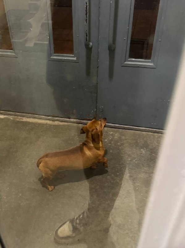 Found dog in Krasnogorsk — identification photo, lost & found pet database Pathfinder
