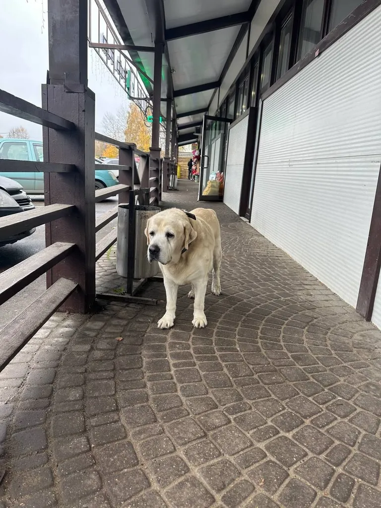 Found dog, лабрадор in Lyubanovo — identification photo, lost & found pet database Pathfinder