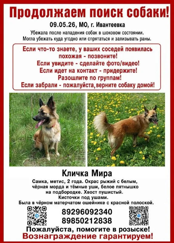 Lost cream dog in Ivanteevka — identification photo, lost & found pet database Pathfinder