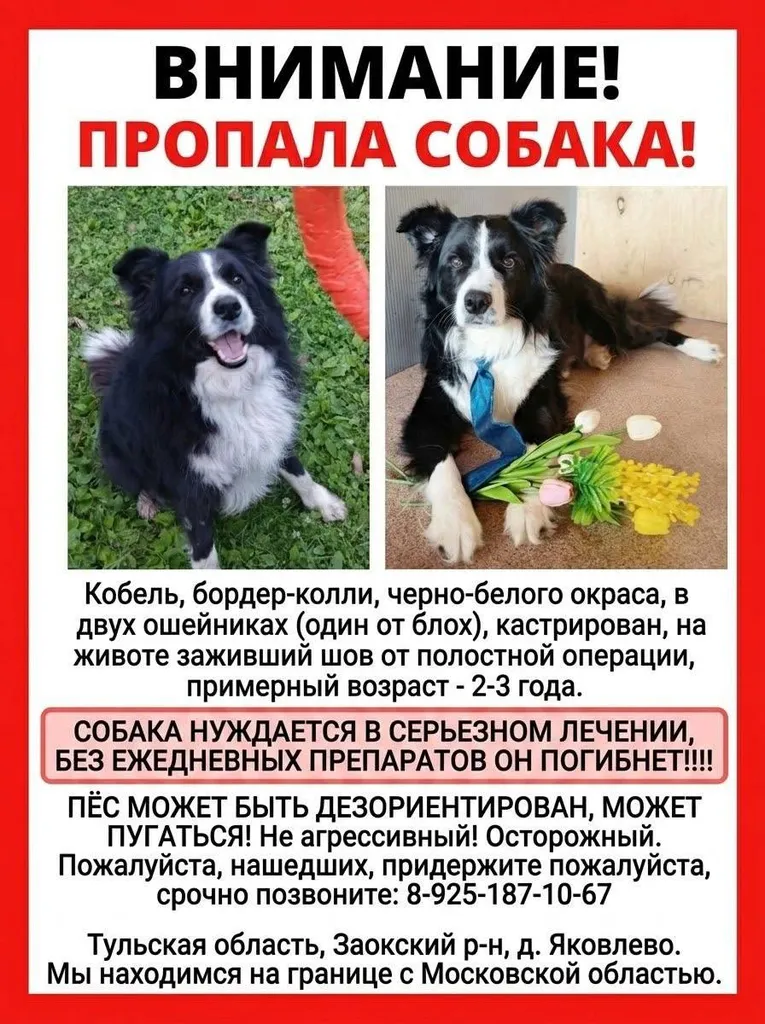 Lost dog, бордер-колли in Yakovlevo — identification photo, lost & found pet database Pathfinder