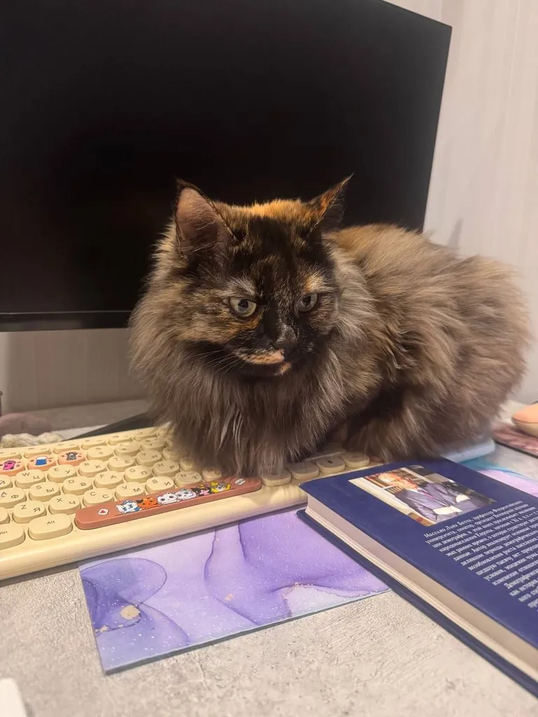 Lost cat in Moscow — identification photo, lost & found pet database Pathfinder