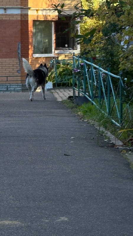 Found white dog, хаски in Arkhangelskoe — identification photo, lost & found pet database Pathfinder