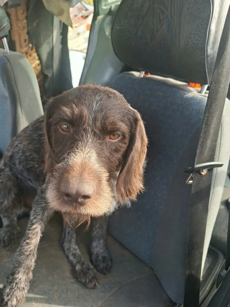 Found dog, дратхаар in Iksha — identification photo, lost & found pet database Pathfinder