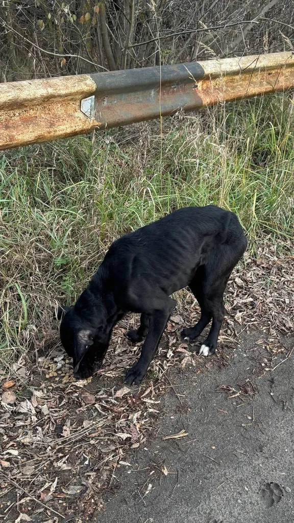 Found dog, дворняжка in Kopnino — identification photo, lost & found pet database Pathfinder
