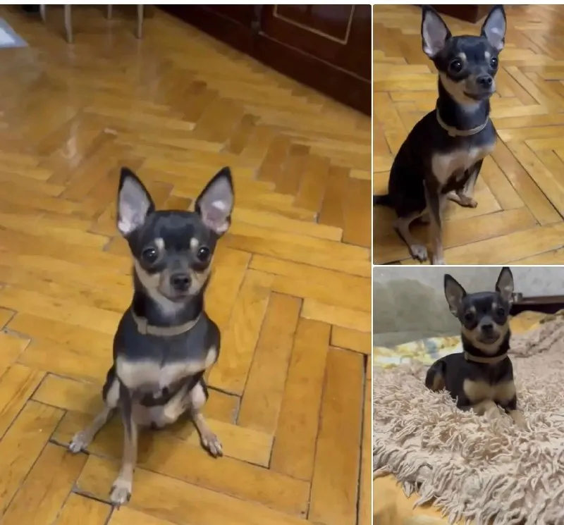 Lost cream dog, той терьер in Lyubertsy — identification photo, lost & found pet database Pathfinder