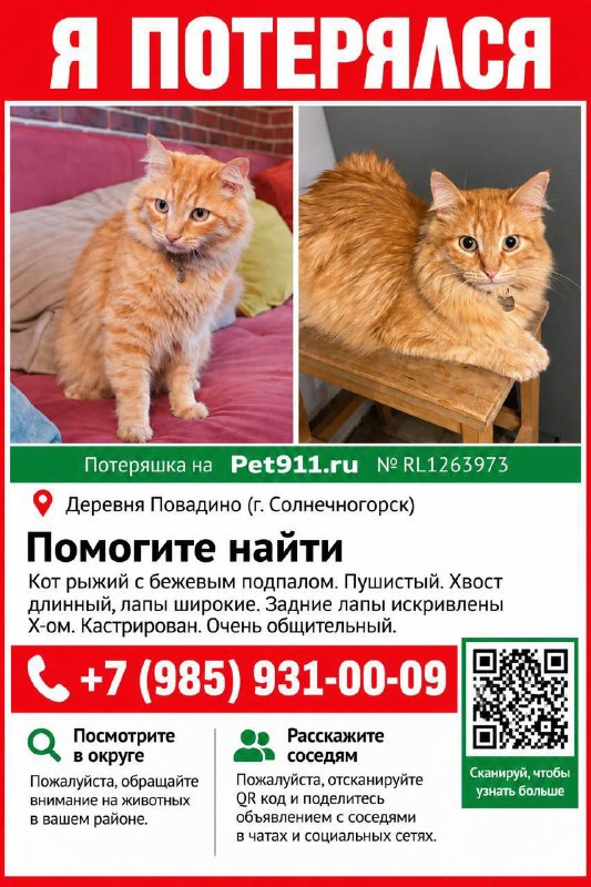 Lost ginger cat in Solnechnogorsk — identification photo, lost & found pet database Pathfinder