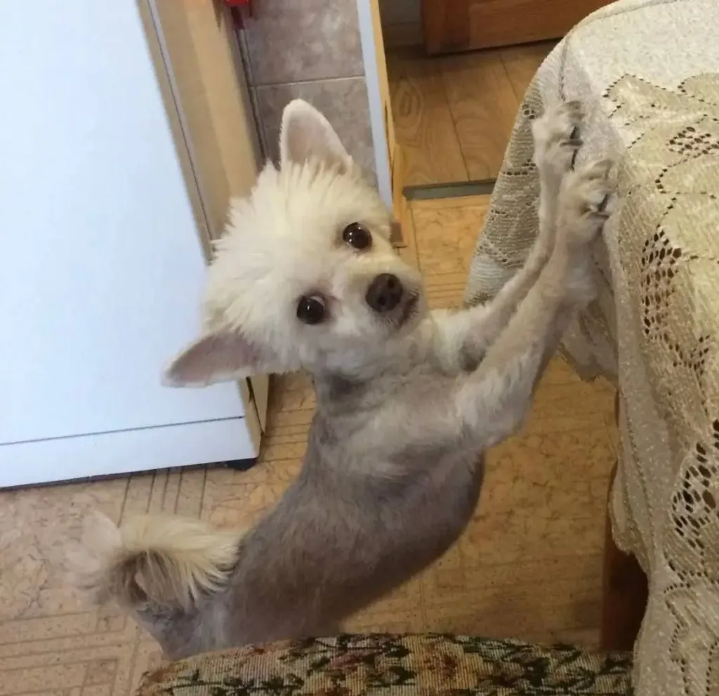 Lost white dog, китайская хохлатая пуховая in Podolsk — identification photo, lost & found pet database Pathfinder
