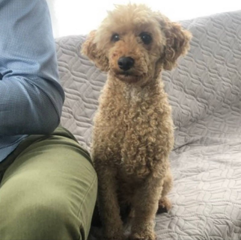 Lost ginger dog, пудель in Saint Petersburg — identification photo, lost & found pet database Pathfinder
