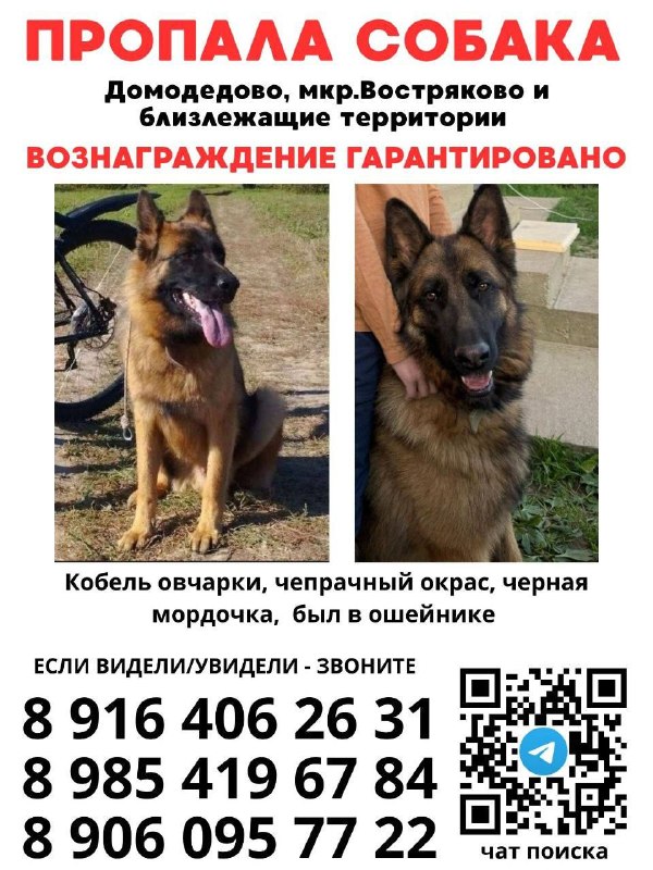 Lost brown dog, овчарка in Domodedovo — identification photo, lost & found pet database Pathfinder