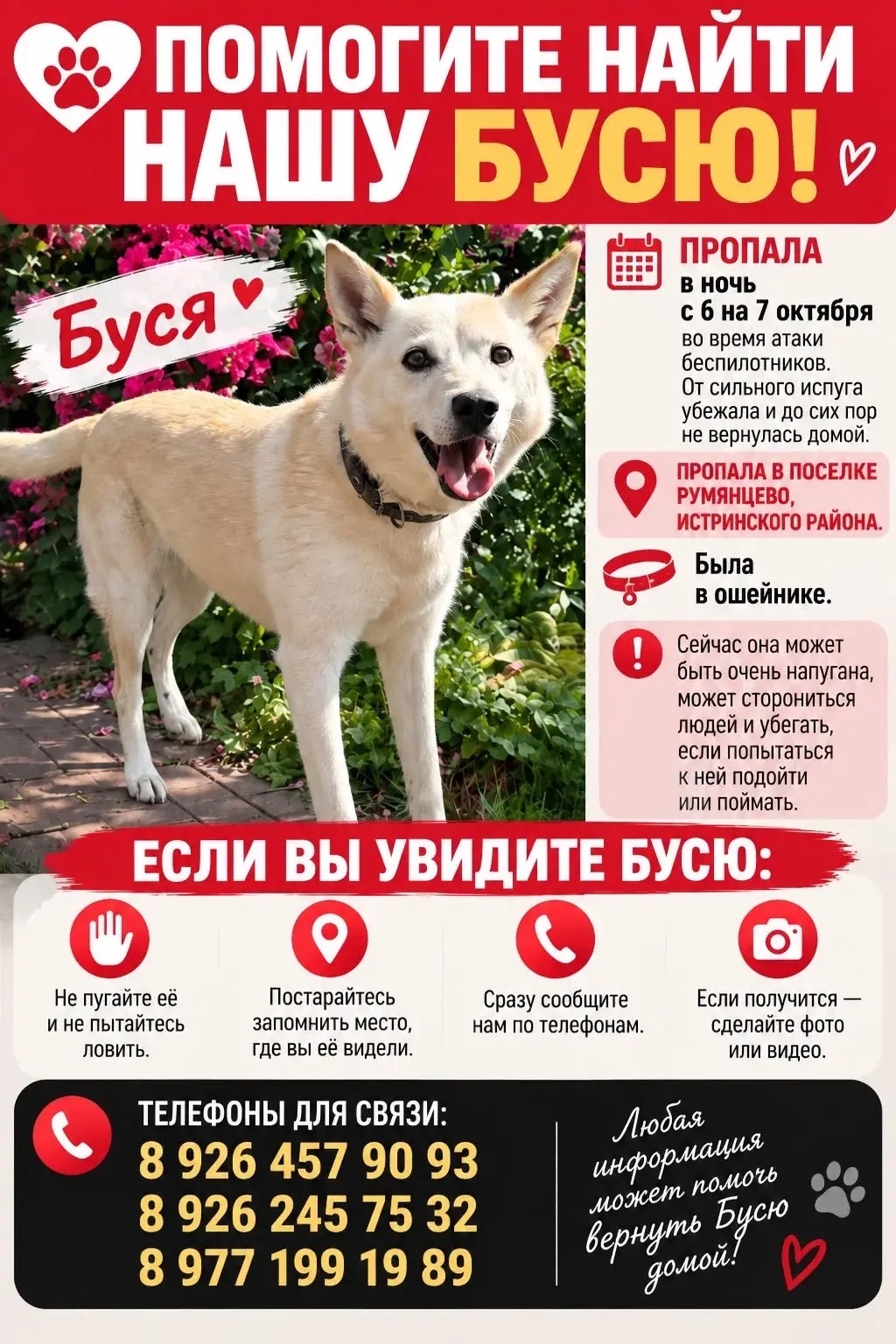 Lost white dog in Rumyantsevo — identification photo, lost & found pet database Pathfinder