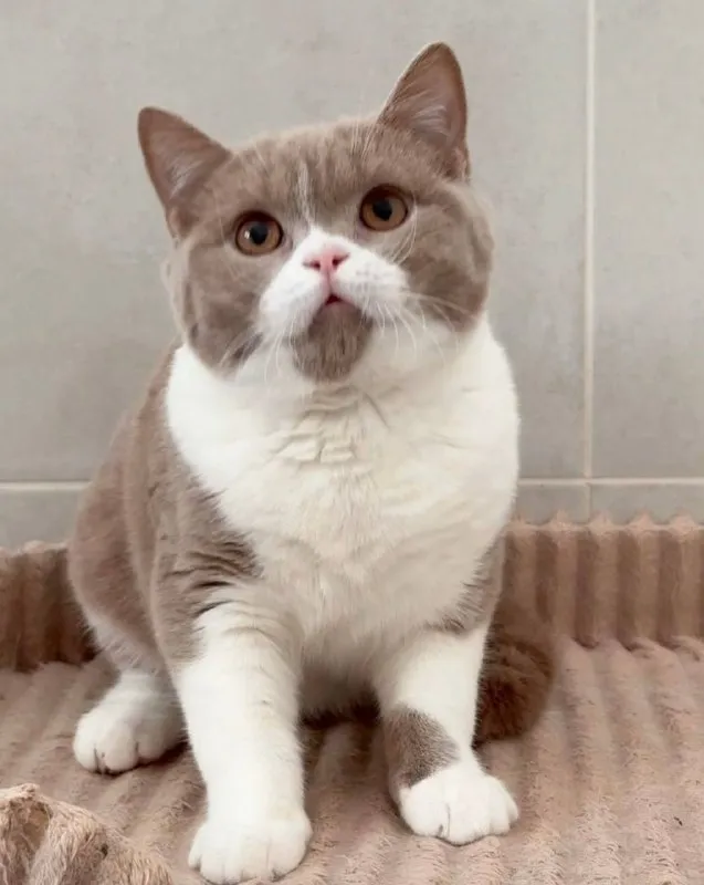 Lost white cat, британский in Odintsovo — identification photo, lost & found pet database Pathfinder