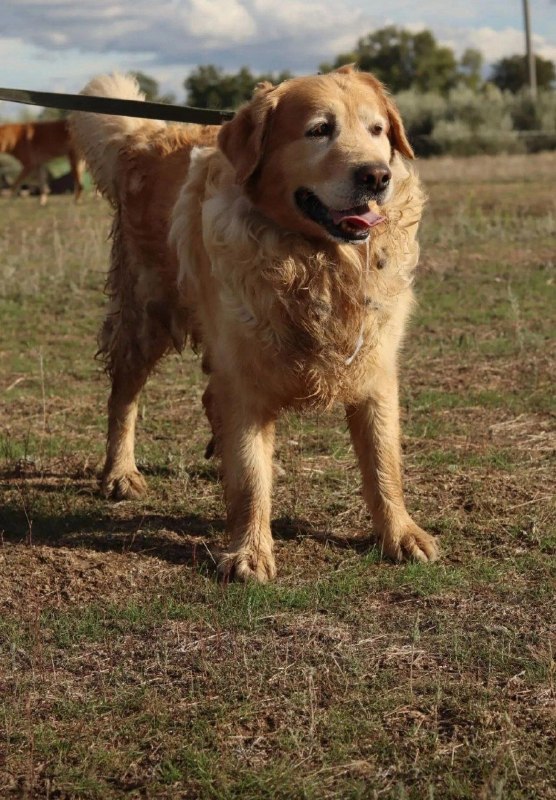 Adoptable ginger dog, лабрадор-ретривер in Volgograd — identification photo, lost & found pet database Pathfinder