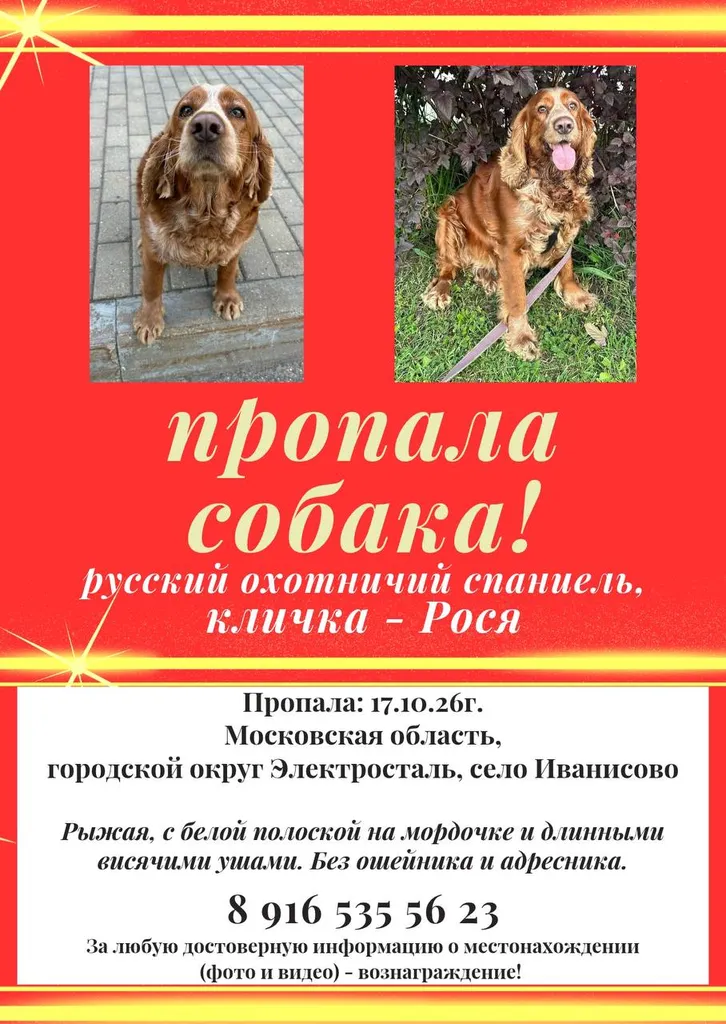 Lost dog, русский охотничий спаниель in Elektrostal — identification photo, lost & found pet database Pathfinder