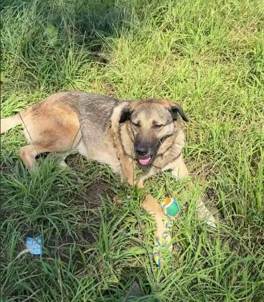 Lost fawn dog in Nemchinovka — identification photo, lost & found pet database Pathfinder