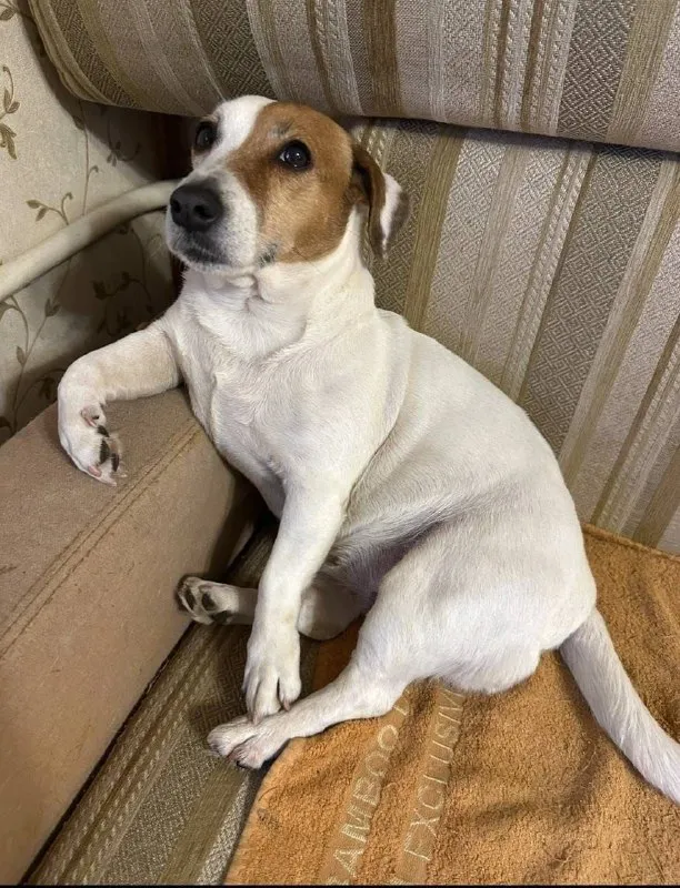 Lost white dog, джек рассел in Pushkino — identification photo, lost & found pet database Pathfinder