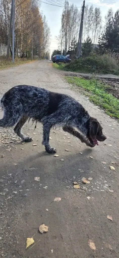 Found dog, дратхаар in Kirzhach — identification photo, lost & found pet database Pathfinder