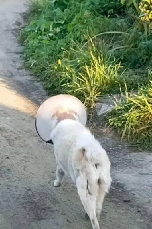 Found white dog in Sysert — identification photo, lost & found pet database Pathfinder