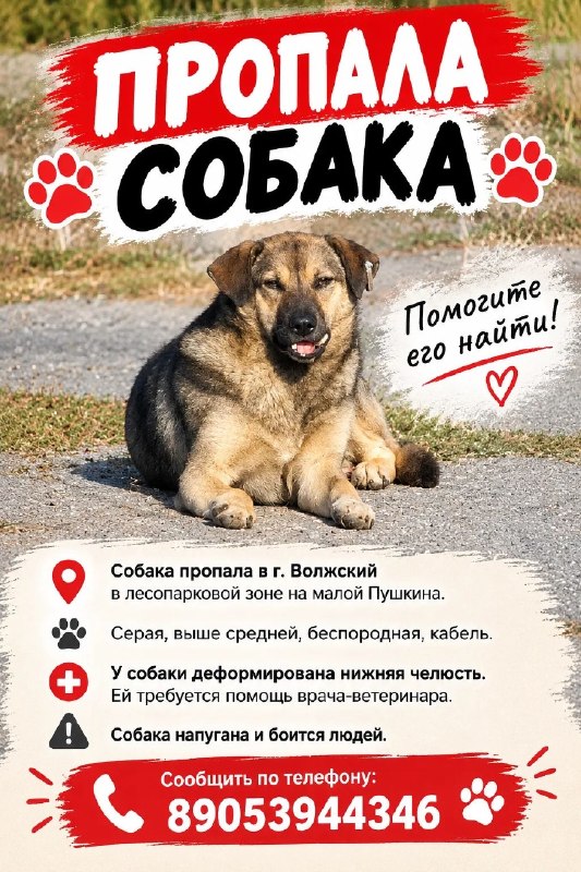 Lost fawn dog in Volgograd — identification photo, lost & found pet database Pathfinder