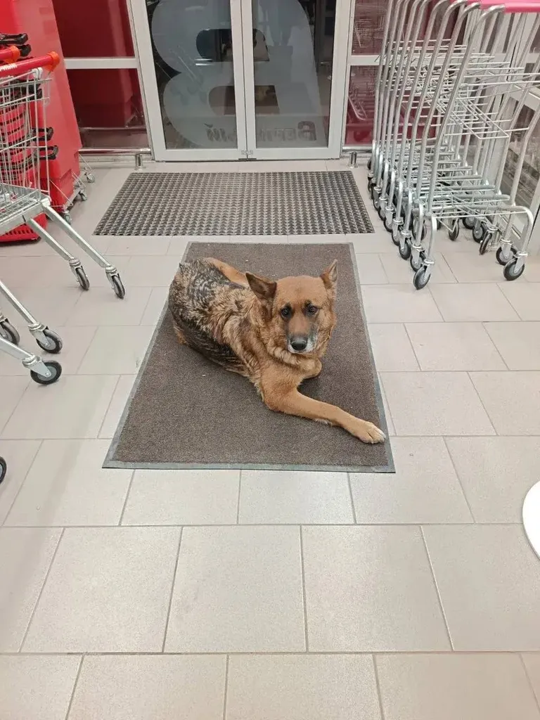 Found dog, метис in Leontevo — identification photo, lost & found pet database Pathfinder