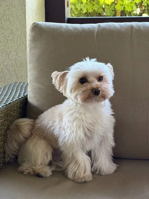 Lost cream dog, йорк in Pokrovskoe — identification photo, lost & found pet database Pathfinder