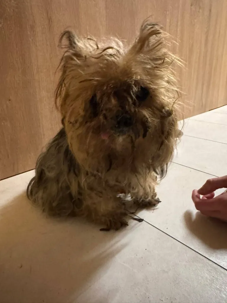 Found dog, йоркширский терьер in Mytishchi — identification photo, lost & found pet database Pathfinder