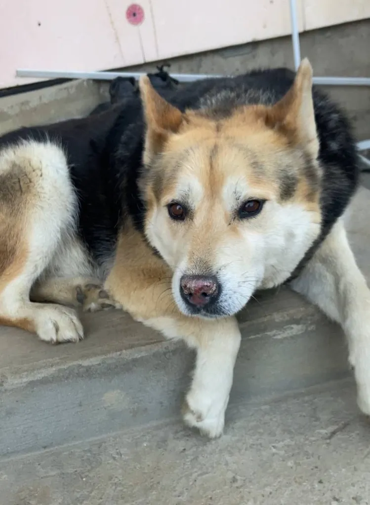 Lost dog in Solnechnogorsk — identification photo, lost & found pet database Pathfinder